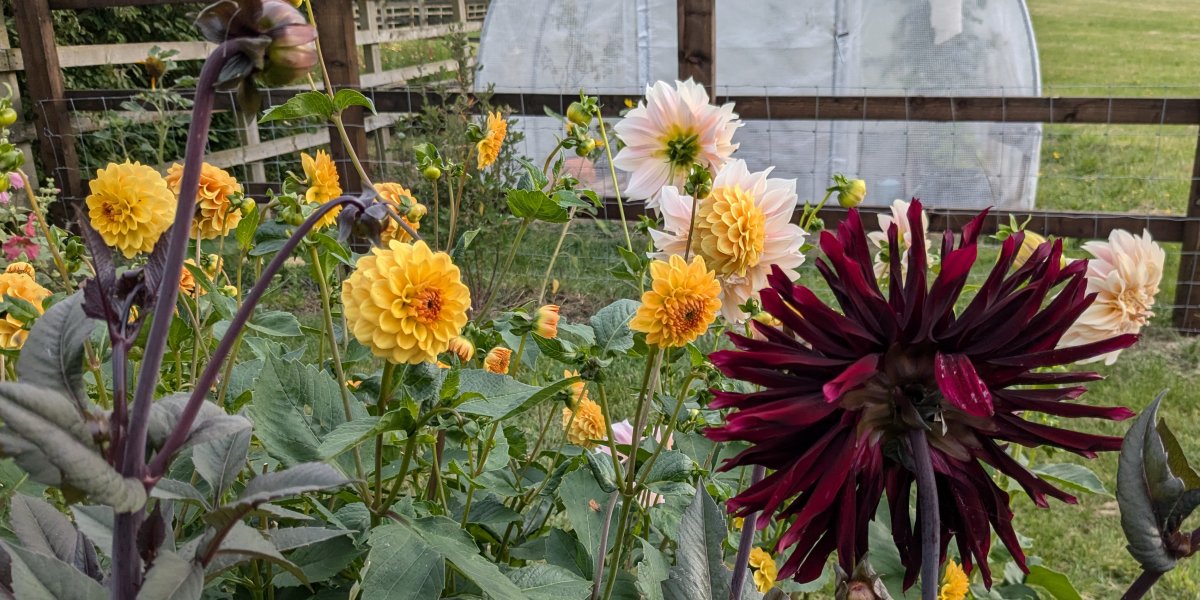 Why choose UK cut Flowers.