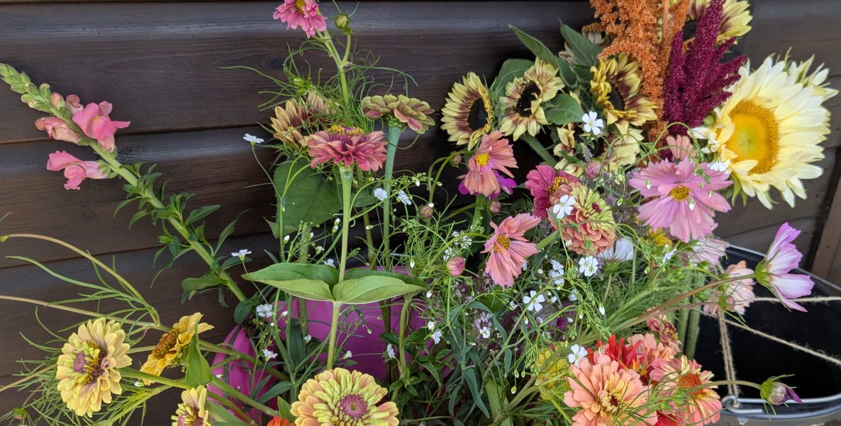 How to care for cut flowers